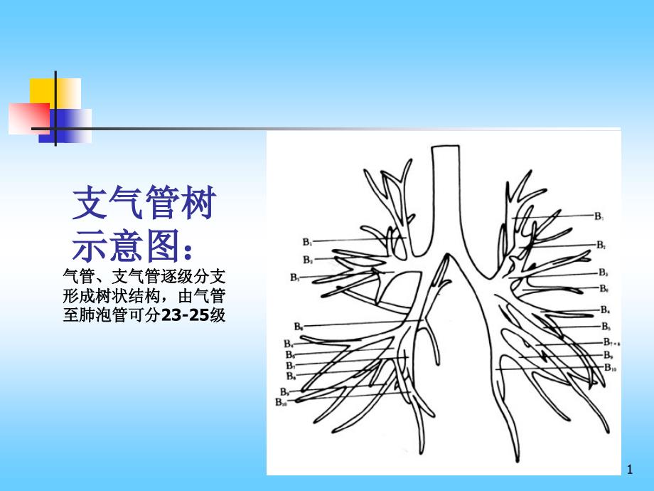 影像学之胸部肺窗支气管_第1页