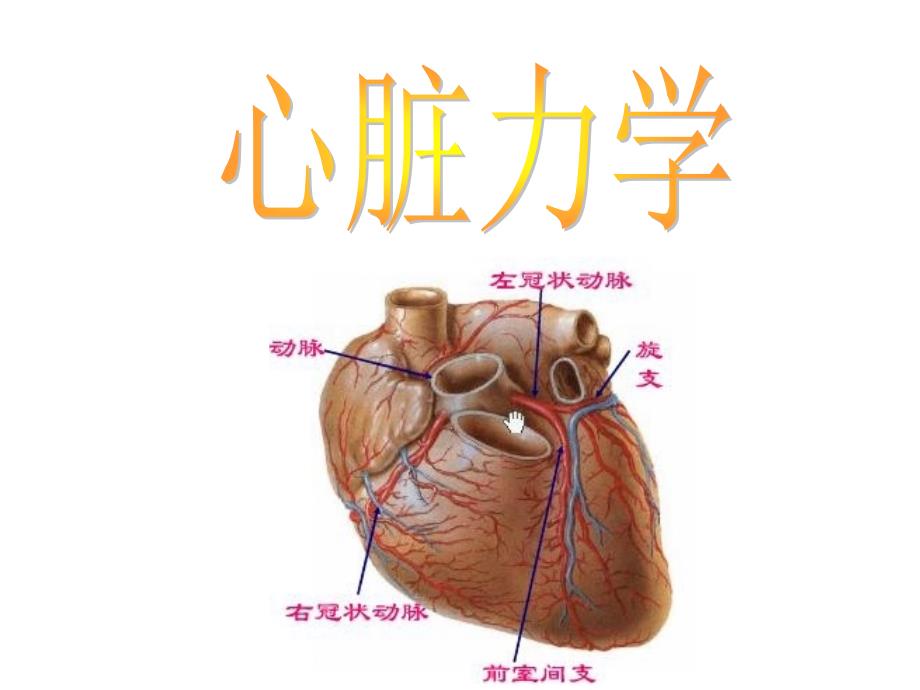 心脏力学第三次课_第1页