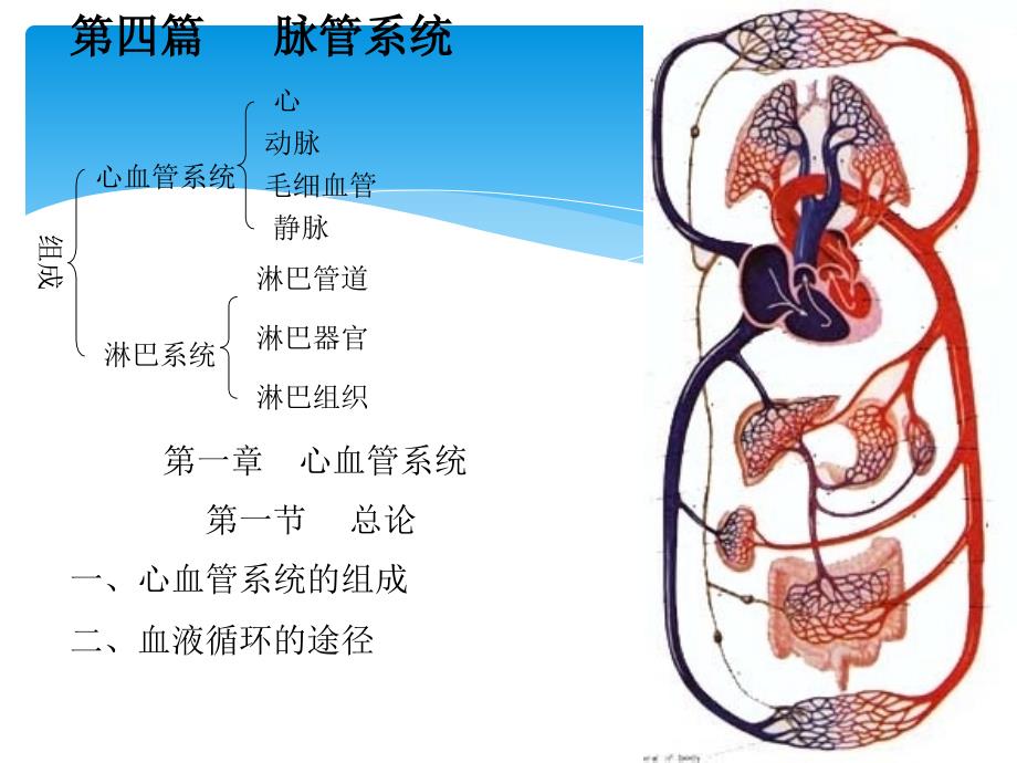 心脏解剖图_第1页