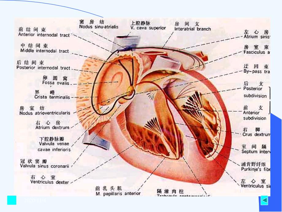 心肌的生理特性_第1页