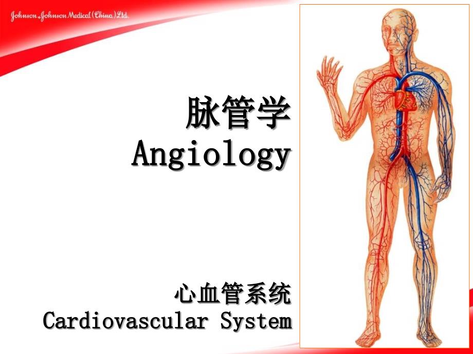 心血管图示_第1页