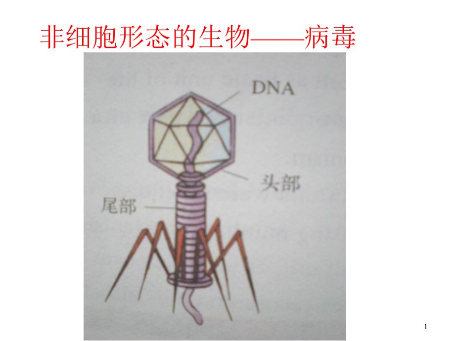 病毒——非细胞形态的生物(新)_第1页