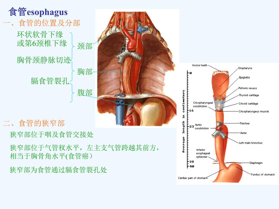 消化道相关解剖图解_第1页