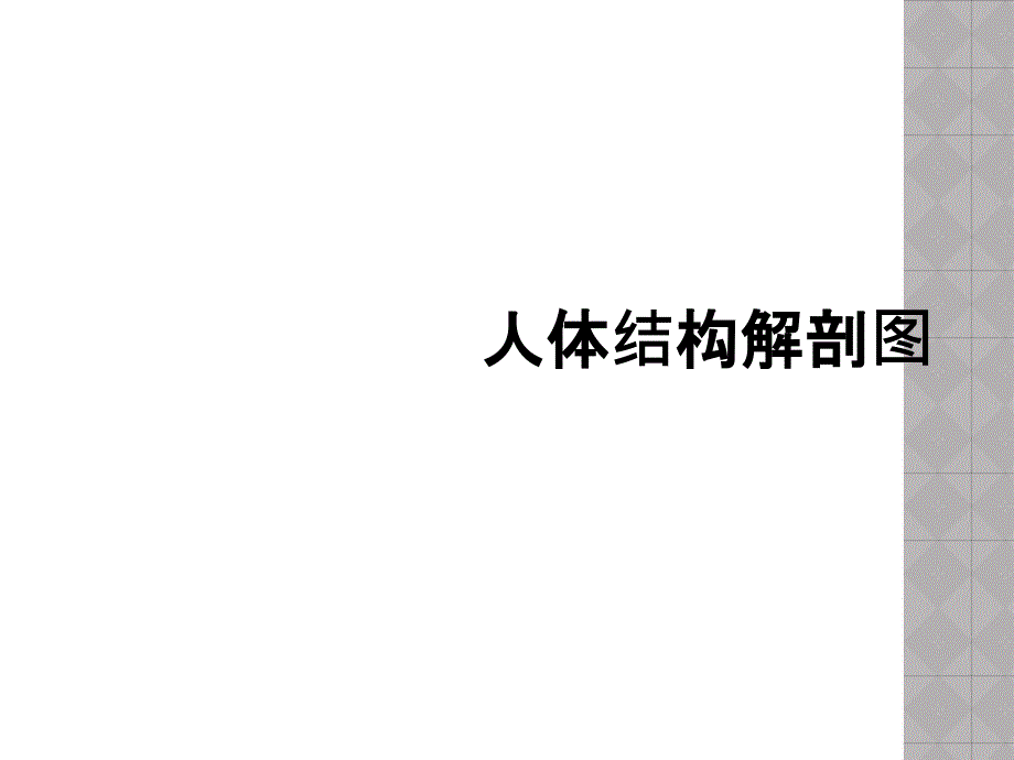 人体结构解剖图_第1页