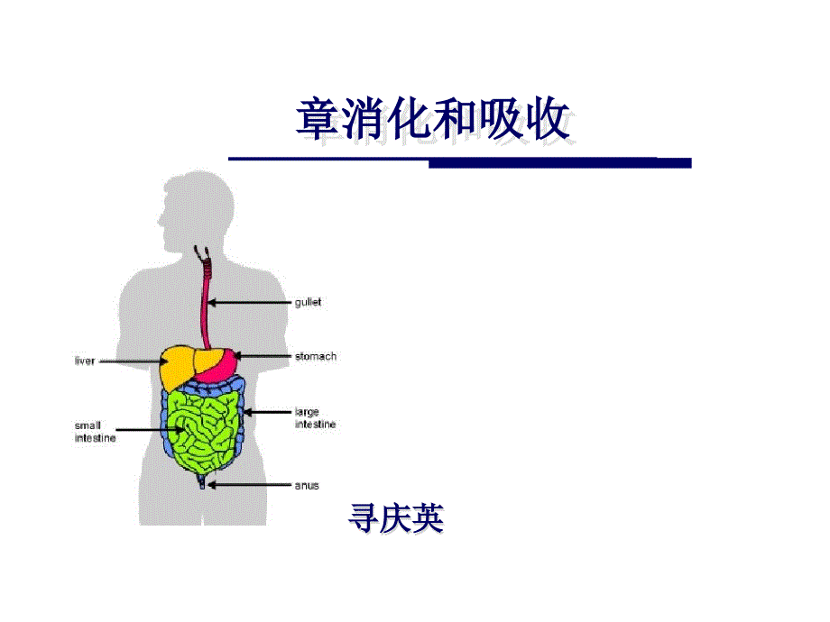 消化及吸收_第1页