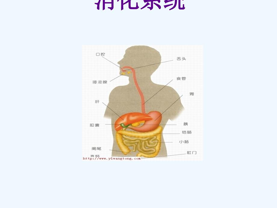 消化系统疾病概述与常用药物_第1页