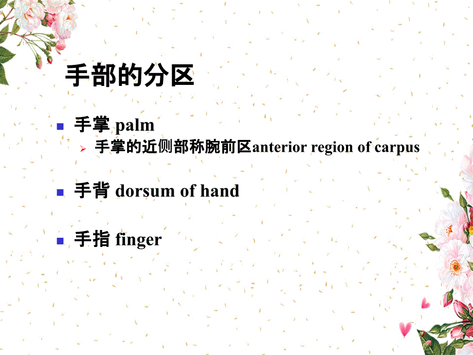 手部的局部解剖与操作_第1页