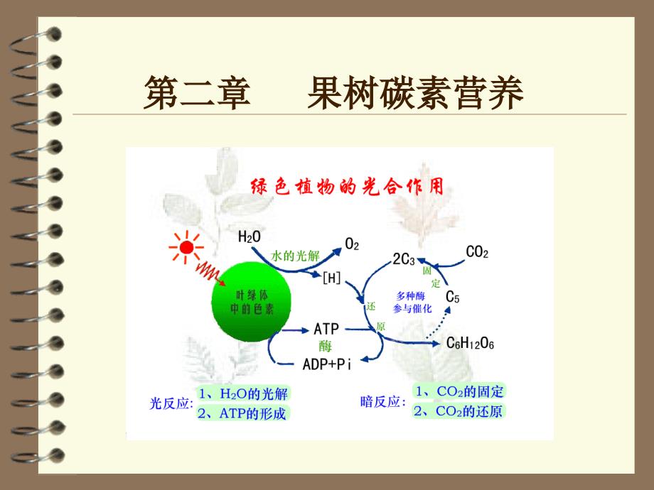 果树碳素营养_第1页