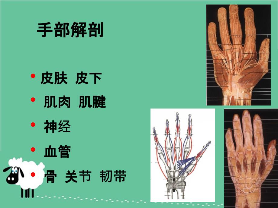 手外伤教学幻灯课件_第1页