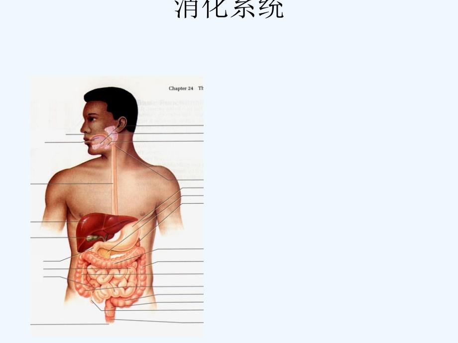 消化系统结构与机能_第1页