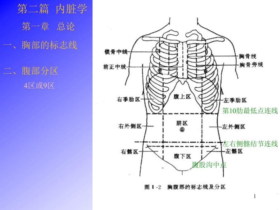 消化系统-人体解剖学-系统解剖学_第1页