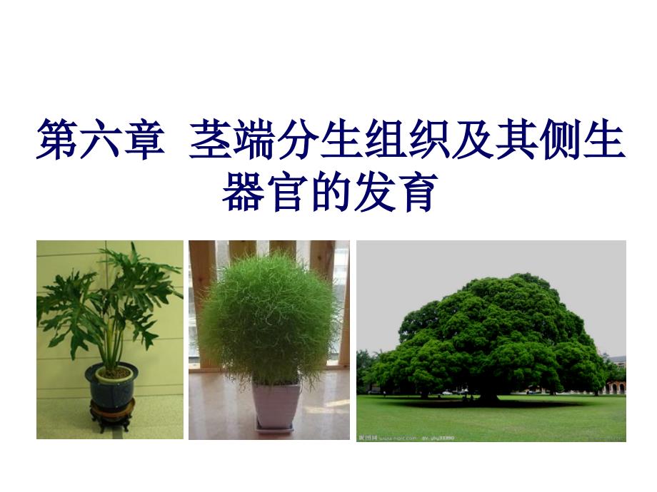 植物发育生物学6_第1页