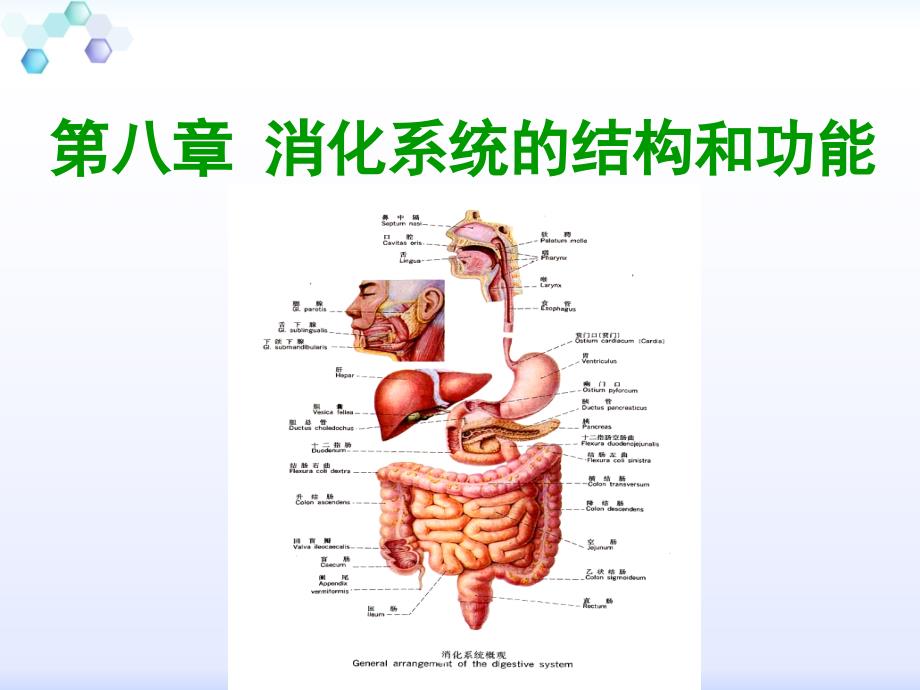 消化系统解剖结构_第1页