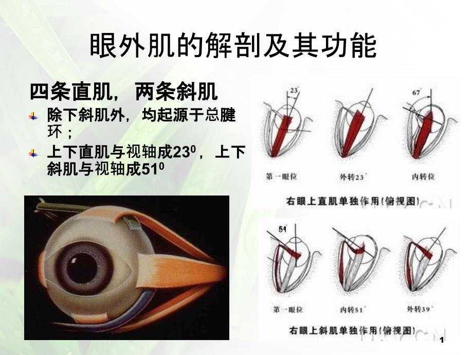 斜视和弱视知识_第1页