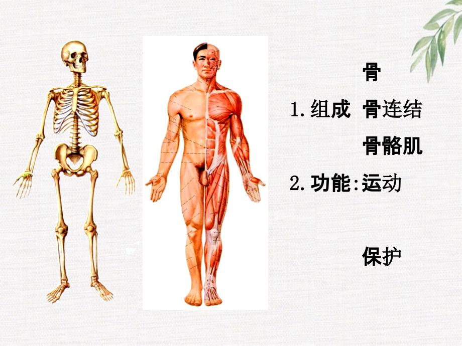 支持与运动-骨_第1页