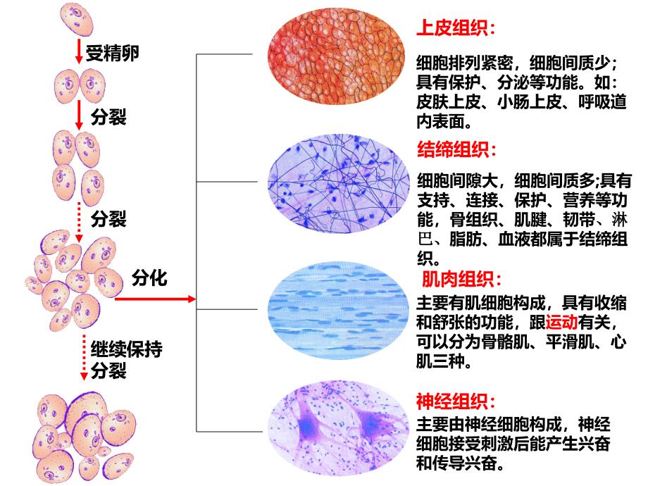 植物体的主要组织_第1页