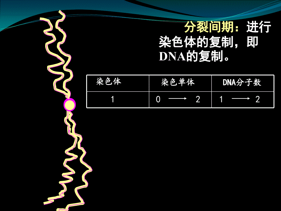 染色体与DNA、姐妹染色单体的数量关系_第1页