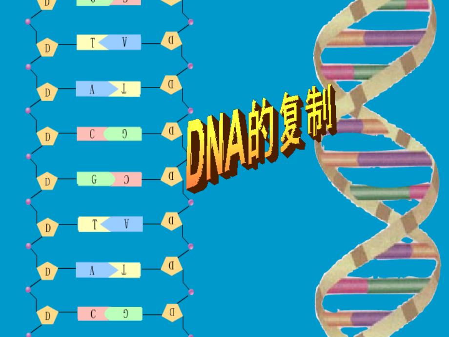 有关DNA分子复制的计算_第1页