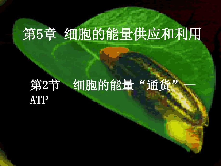 生物细胞的能量通货ATP课件_第1页