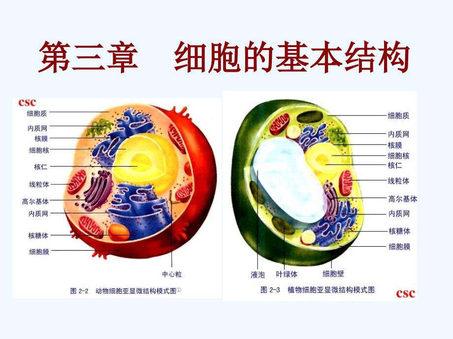 生物必修一细胞膜_第1页