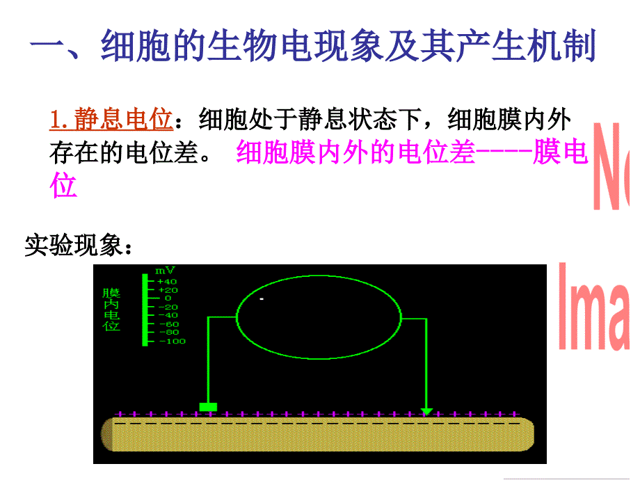 13 人体解剖生理学1011 神经2 课件_第1页