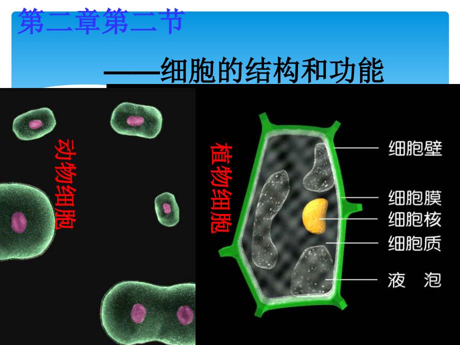 生物学动植物细胞_第1页