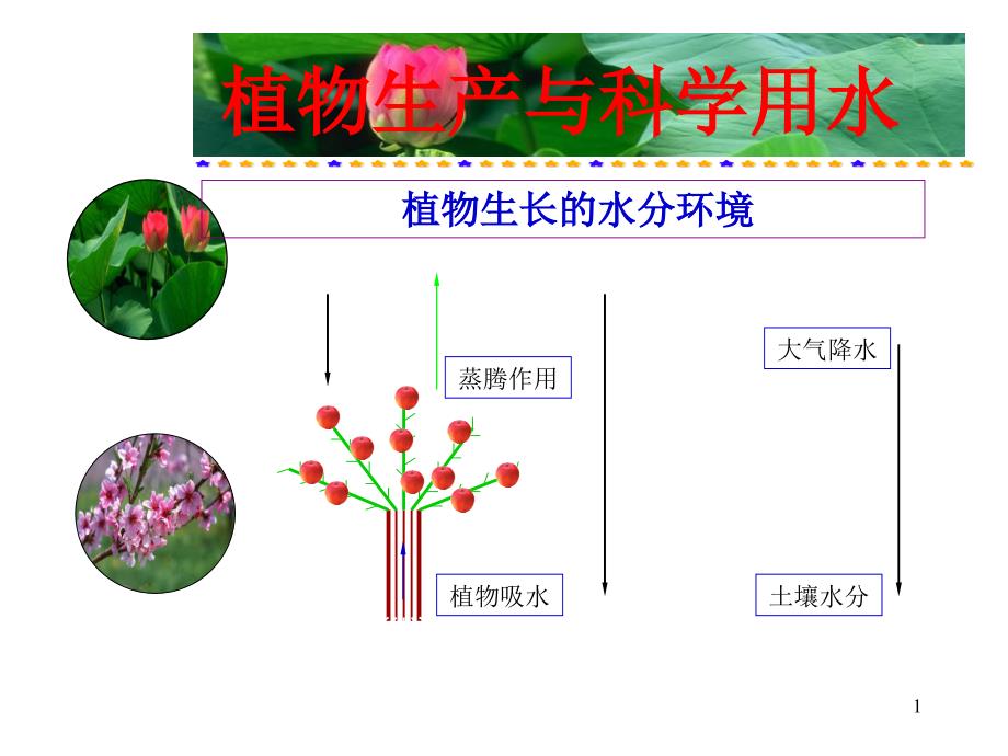 植物生产与科学用水_第1页