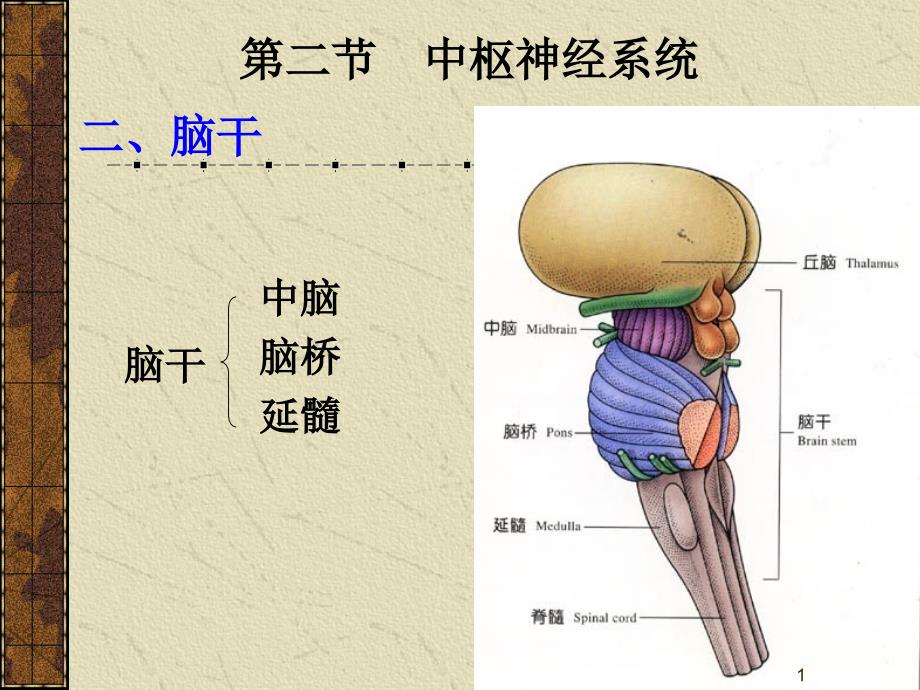 16人体组织学与解剖课件神经系统2——脑干_第1页