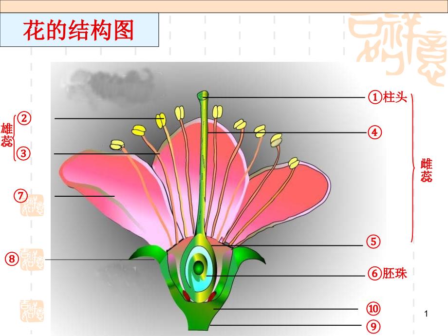 植物的有性生殖_第1页