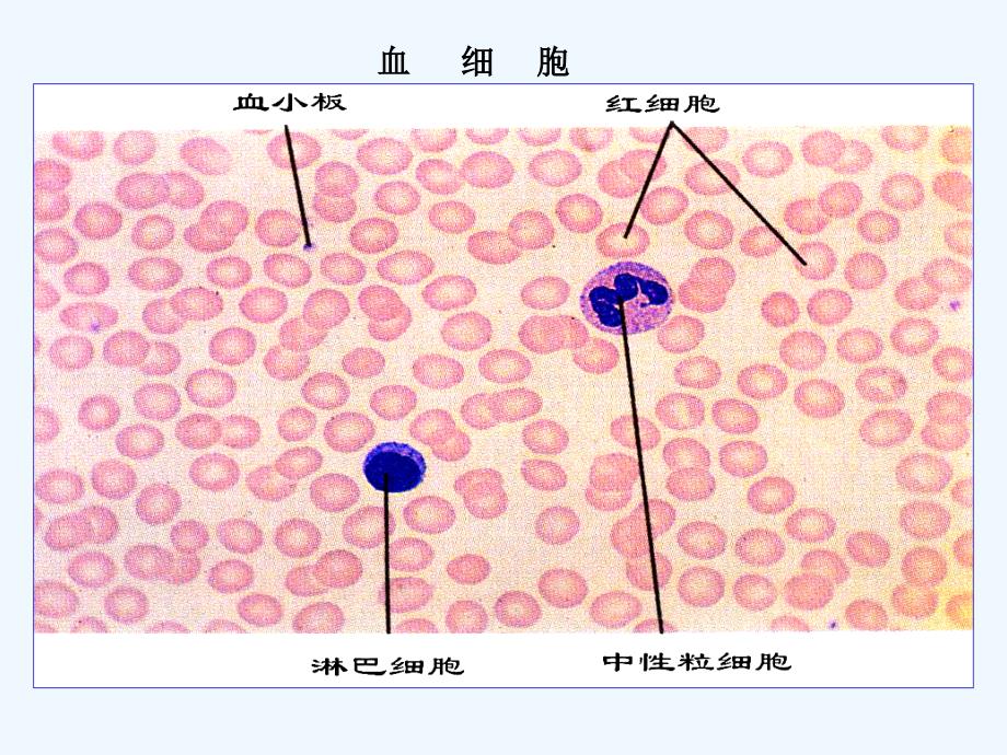 生理学课件血液ppt_第1页