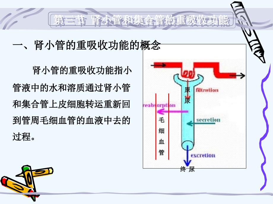 生理学第八章肾脏生理重吸收和分泌功能_第1页