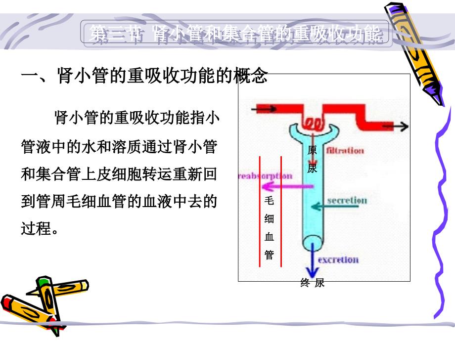 生理学第八章肾脏生理重吸收与分泌功能_第1页