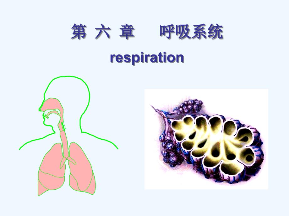 生理学课件ppt第5章呼吸系统1_第1页