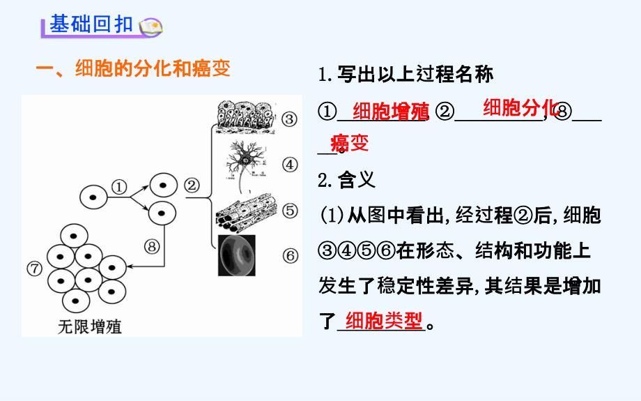 生物高考复习第讲第四章第节细胞的分化衰老和凋亡_第1页