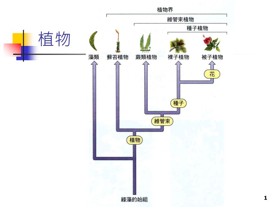 植物的演化趋势_第1页