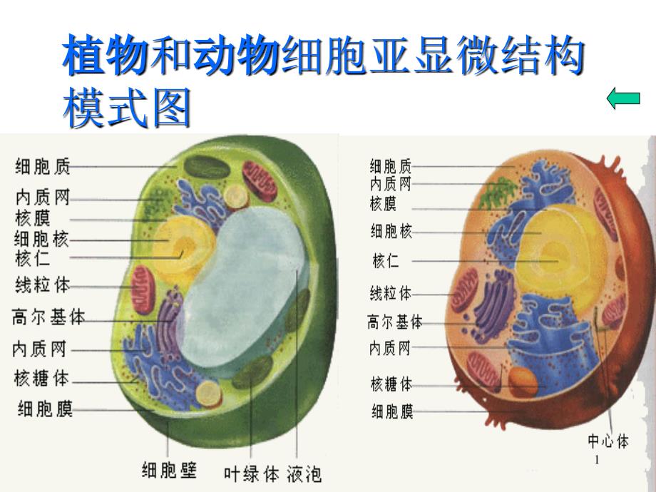 植物和动物细胞亚显微结构模式图_第1页