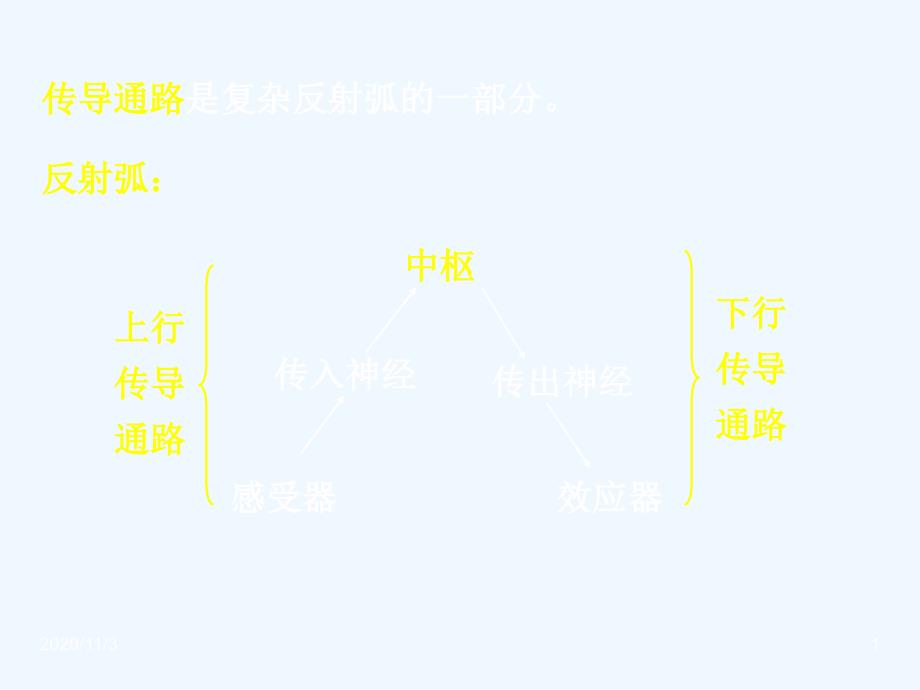 神经传导通路全解剖学_第1页