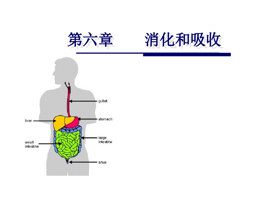 生理消化和吸收_第1页