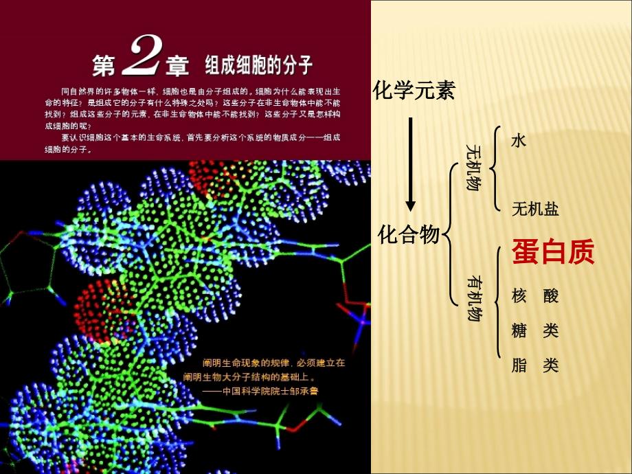 生命活动主要承担者蛋白质2_第1页