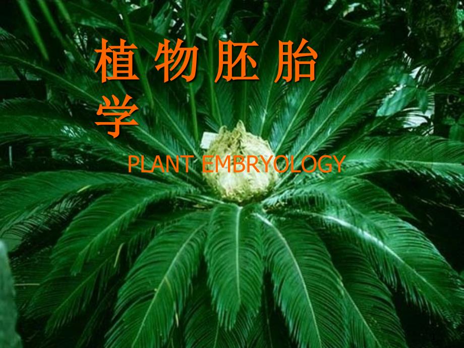 植物胚胎学的发展和成就_第1页