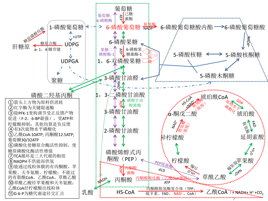 糖代谢途径汇总简图_第1页