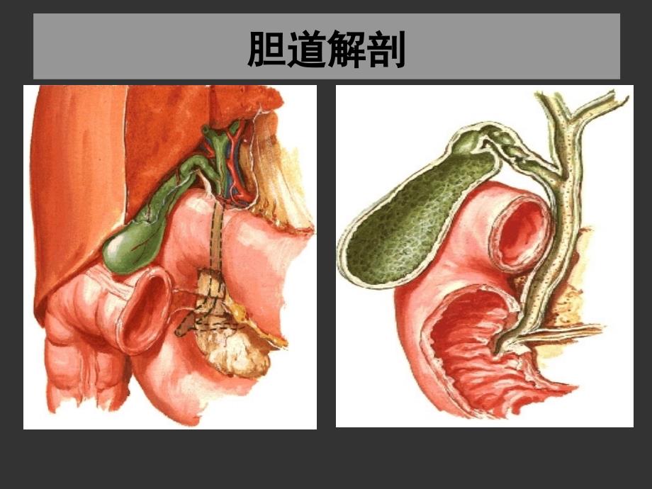 上海交大外科学胆道疾病 课件_第1页