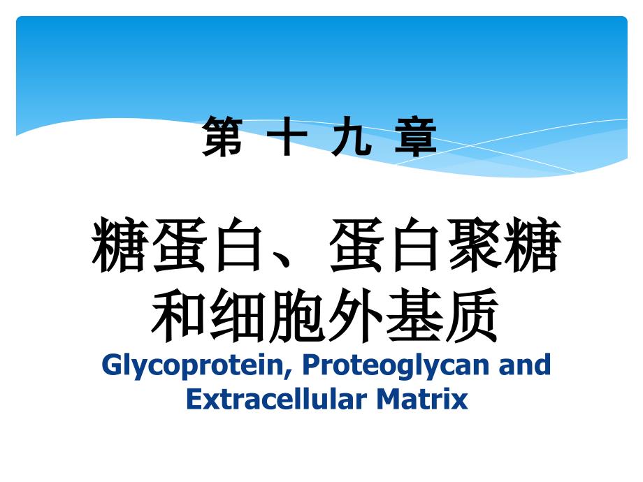 糖蛋白蛋白聚糖和细胞外基质Glycoprotein_第1页