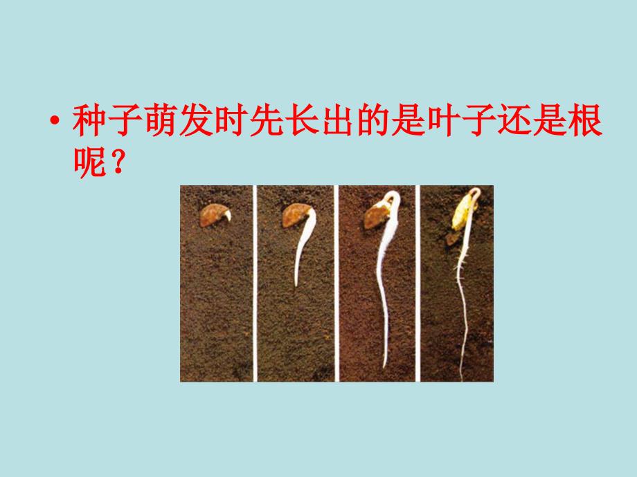 种子萌发时先长出的是叶子还是根呢_第1页