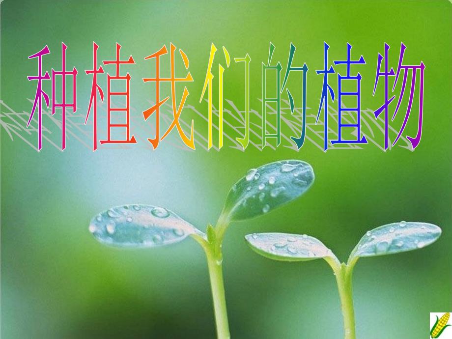 科教版三年级科学下册种植我们的植物_第1页