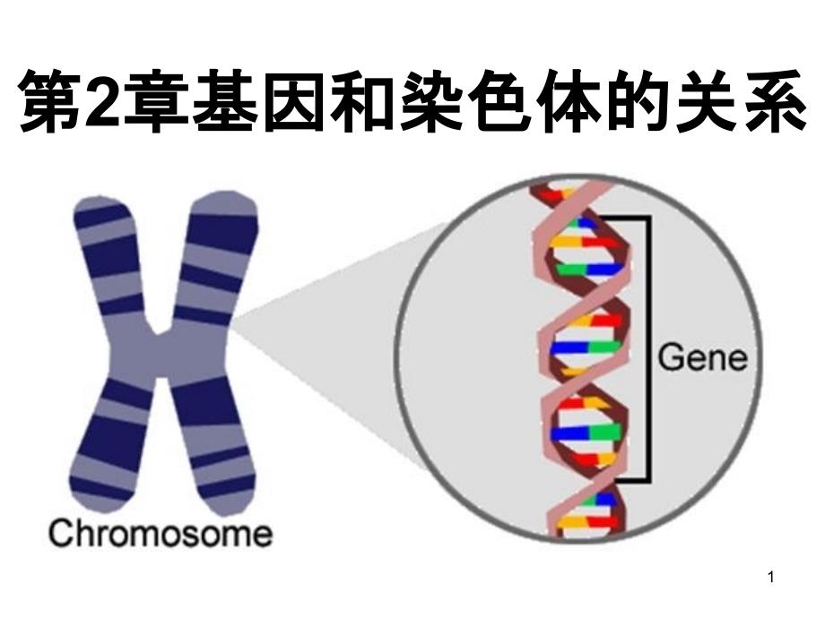 精细胞的形成_第1页