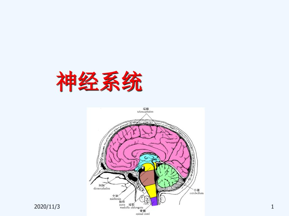 神经系统内分泌系统生殖系统_第1页