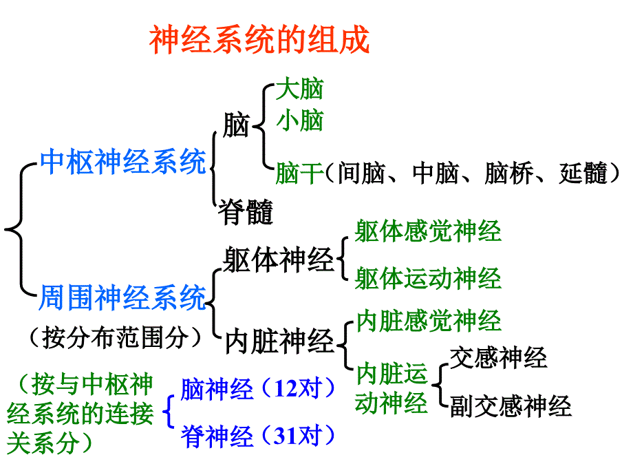 神经系统组成1_第1页