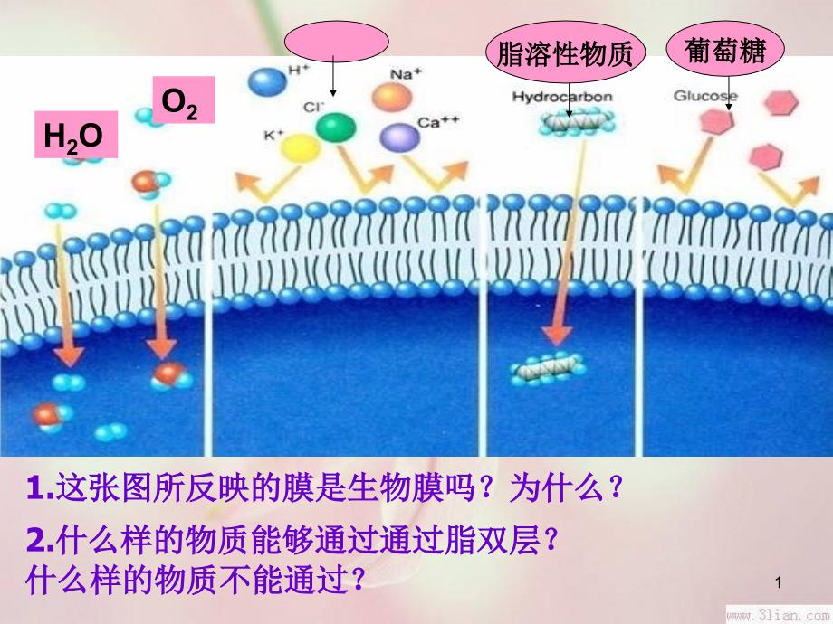 生物：43《物质跨膜运输的方式》附件_第1页