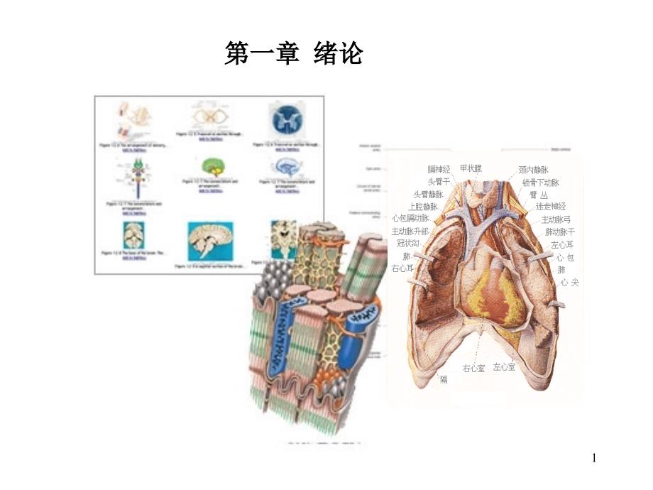 《人体解剖生理学》第一章 总论上海海洋大学吴文惠教授_第1页